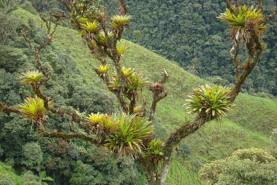 Podocarpus National Park Ecuador