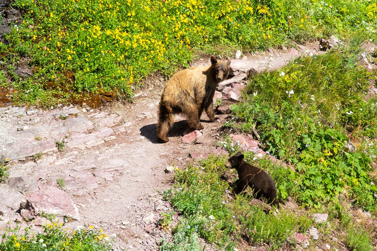 Glacier National Park animals