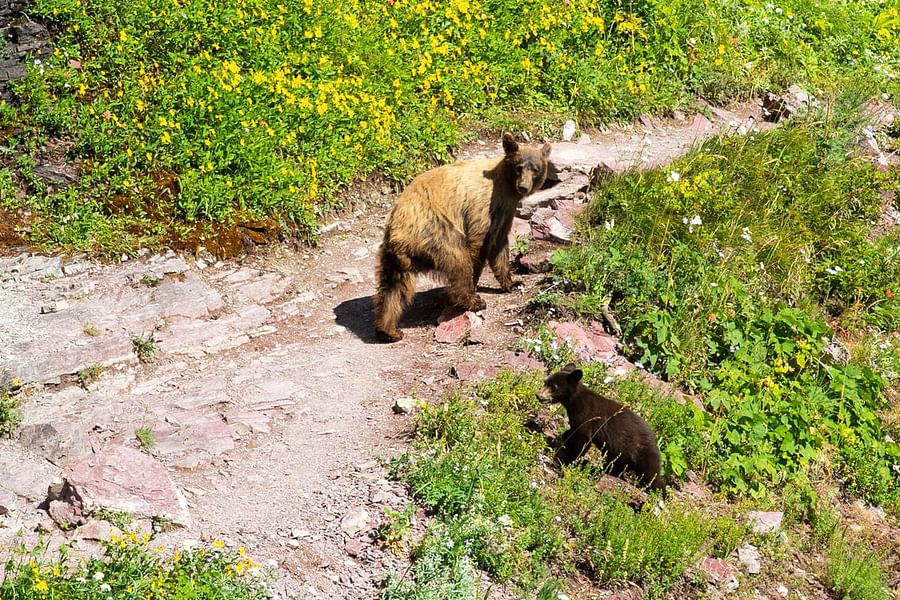 Glacier National Park animals