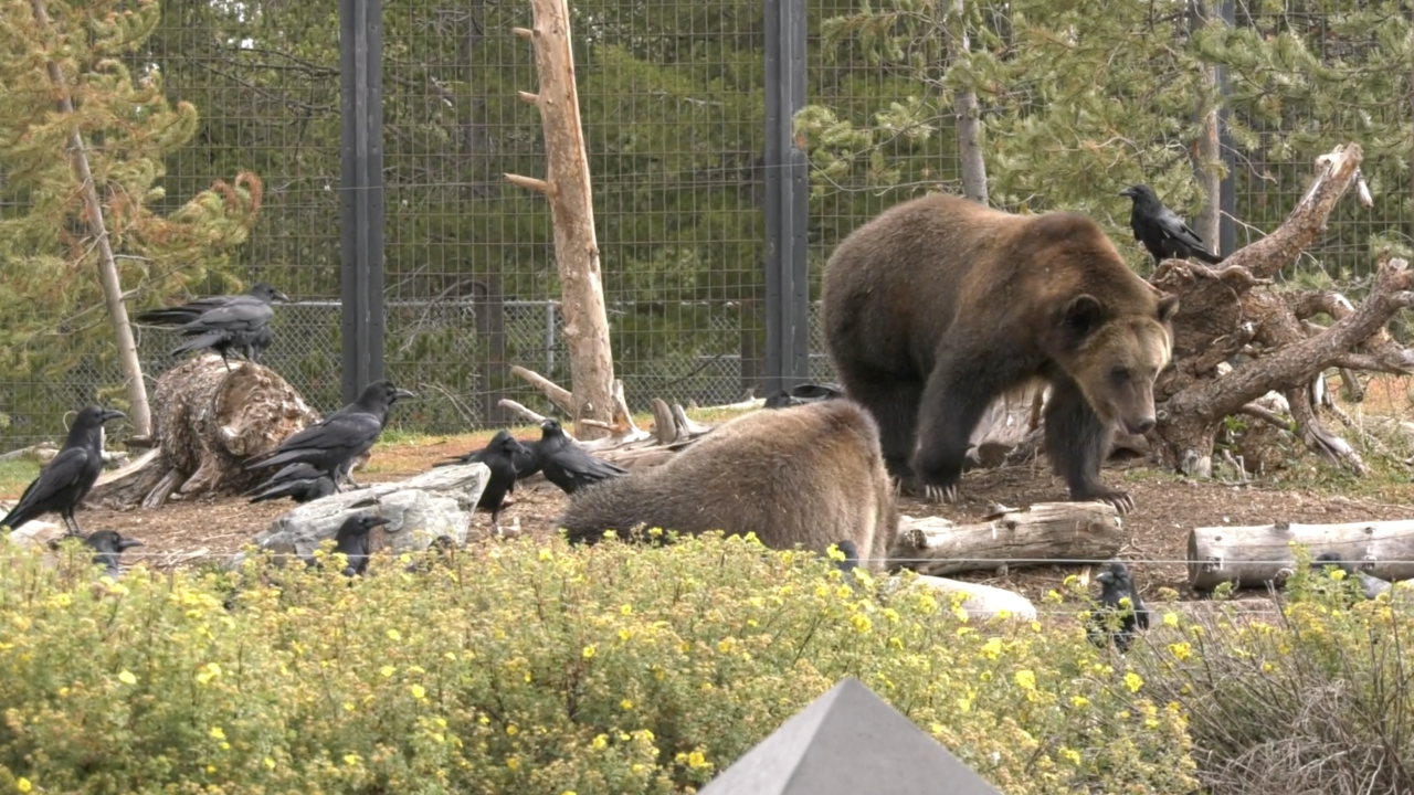 Grizzly Wolf Discovery Center