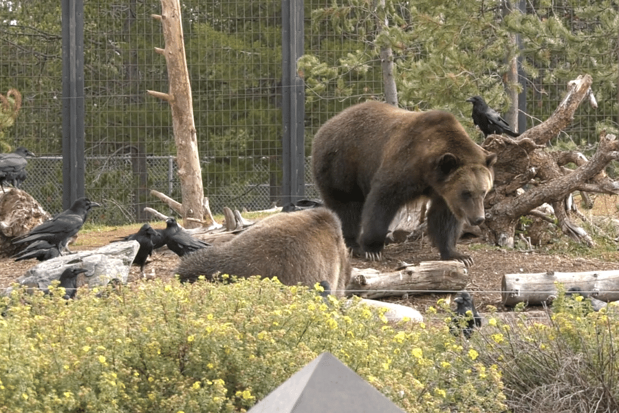 Grizzly Wolf Discovery Center