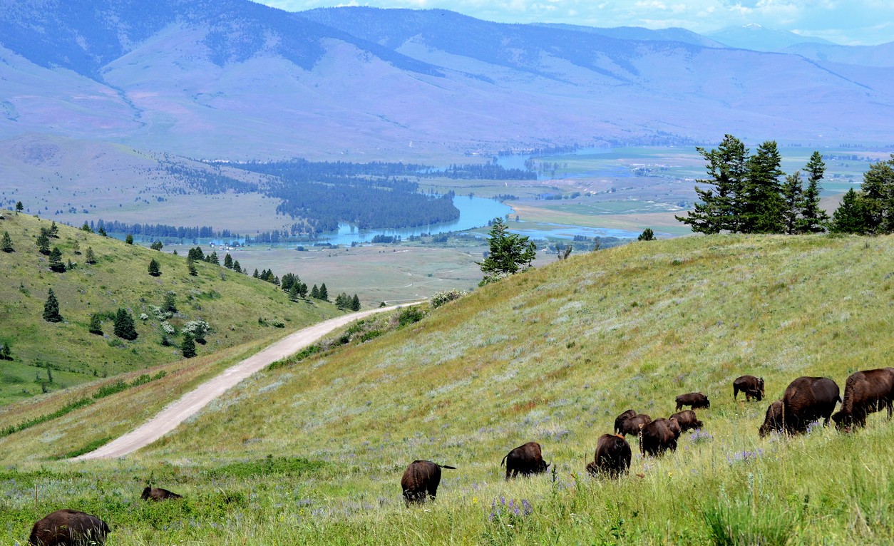 National Bison Range Montana