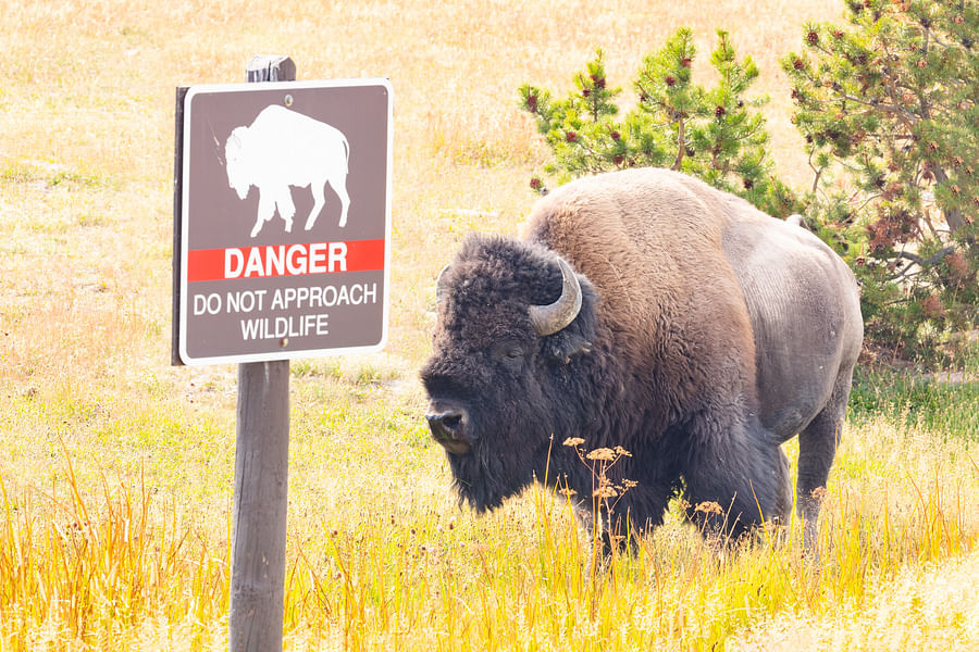Yellowstone National Park wildlife