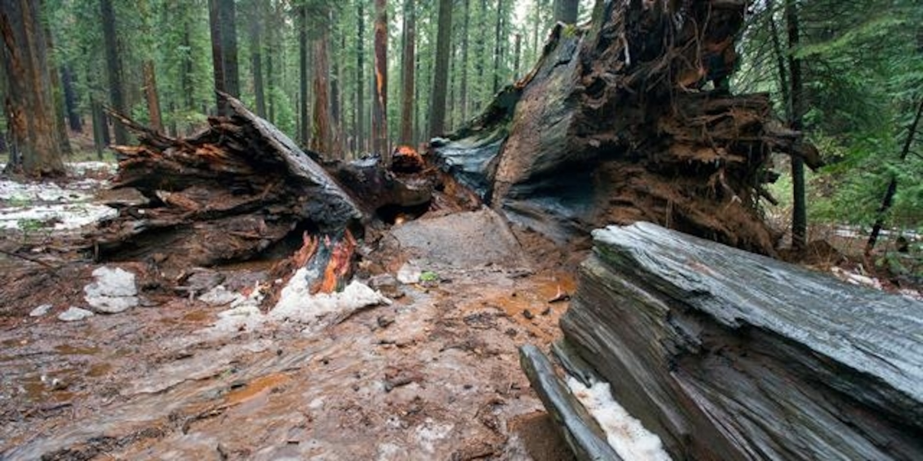 ancient redwood tree