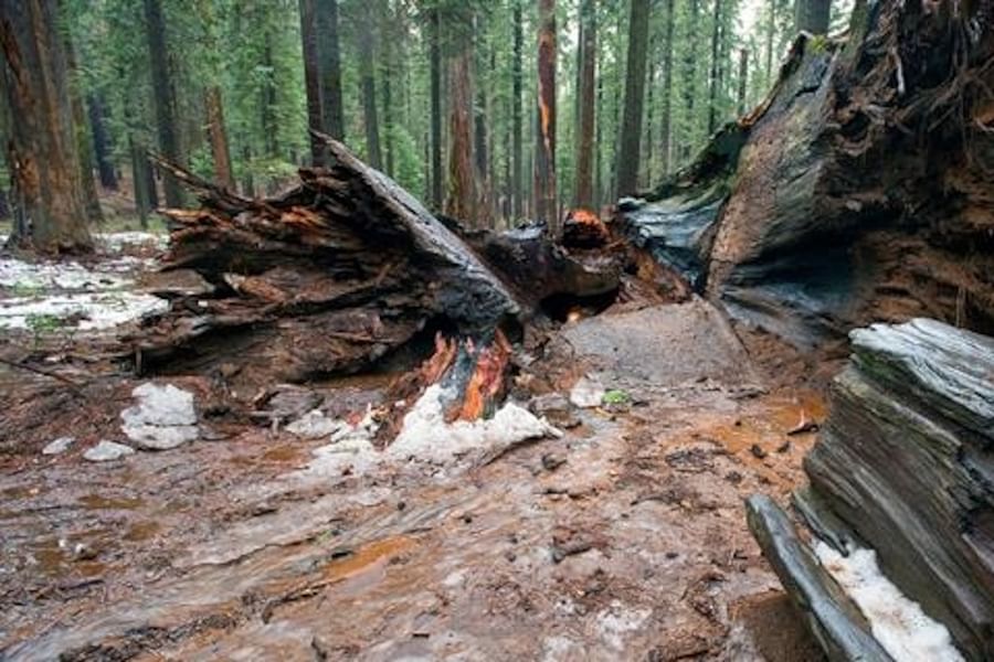 ancient redwood tree