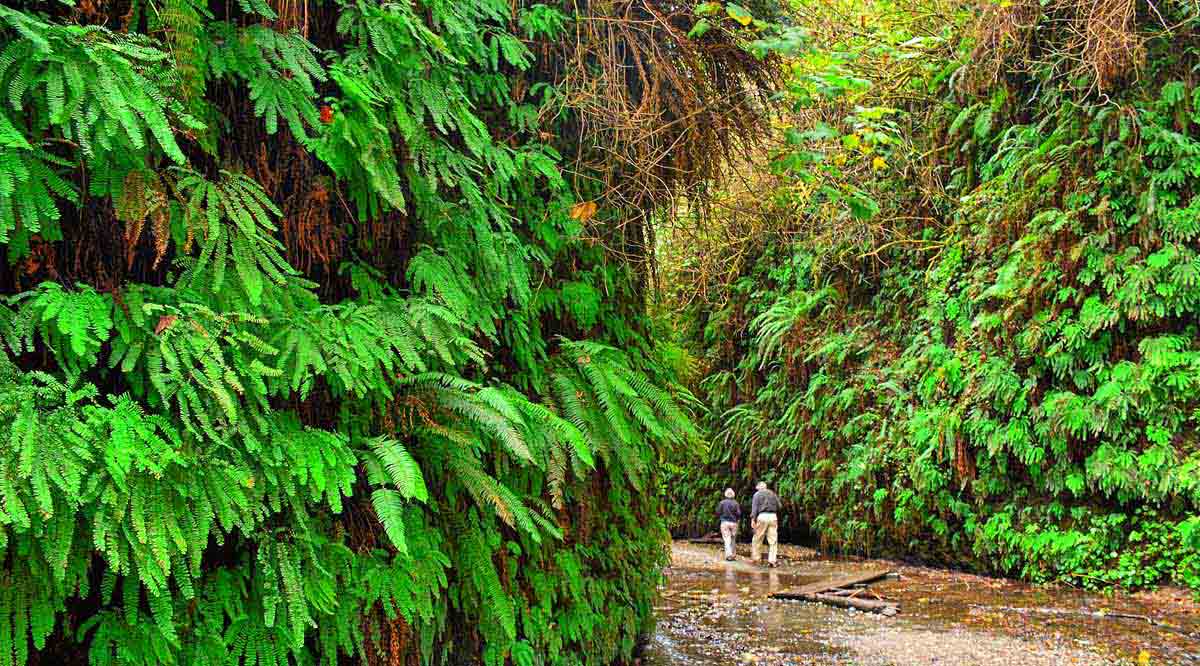 Fern Canyon Loop Trail Redwoods