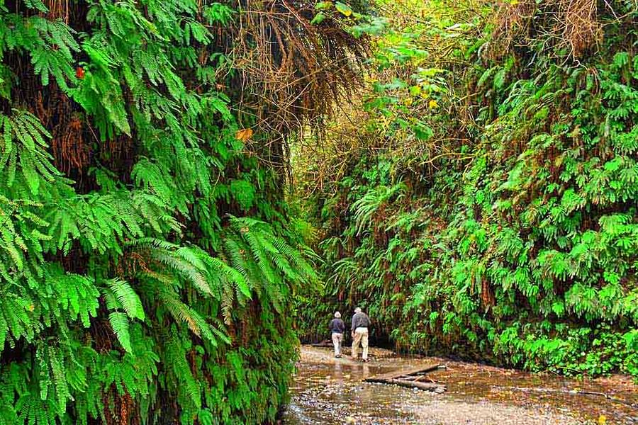 Fern Canyon Loop Trail Redwoods