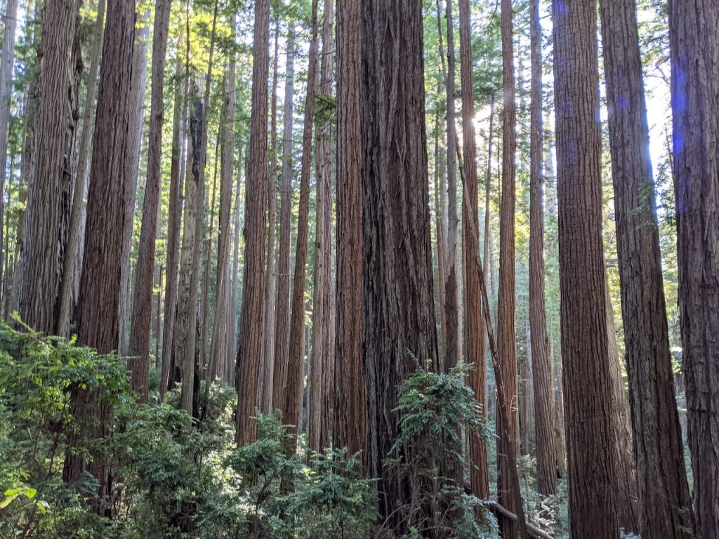 James Irvine Trail to Miner's Ridge Loop Redwoods