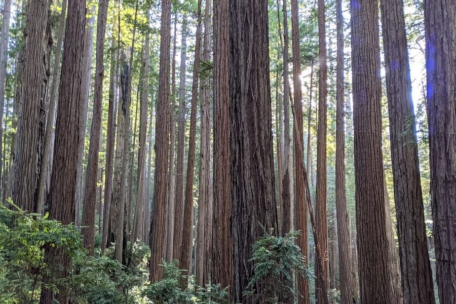 James Irvine Trail to Miner's Ridge Loop Redwoods