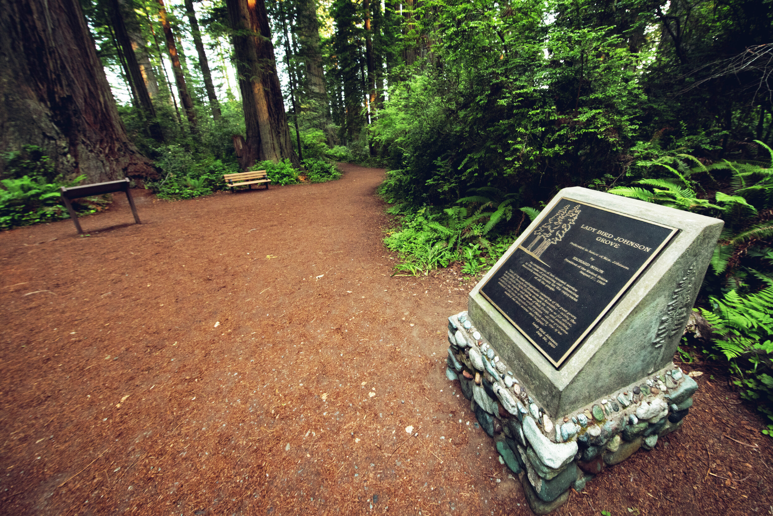 Lady Bird Johnson Grove Redwoods