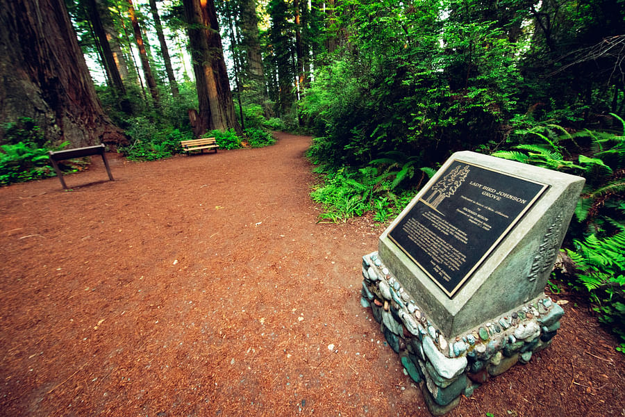Lady Bird Johnson Grove Redwoods