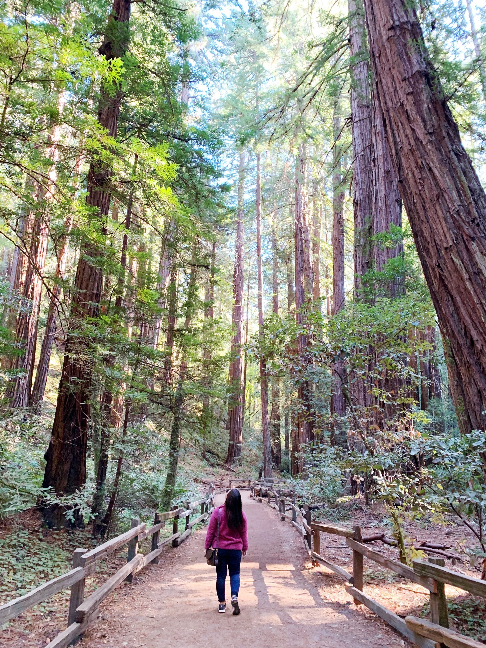 Muir Woods Canopy Walk