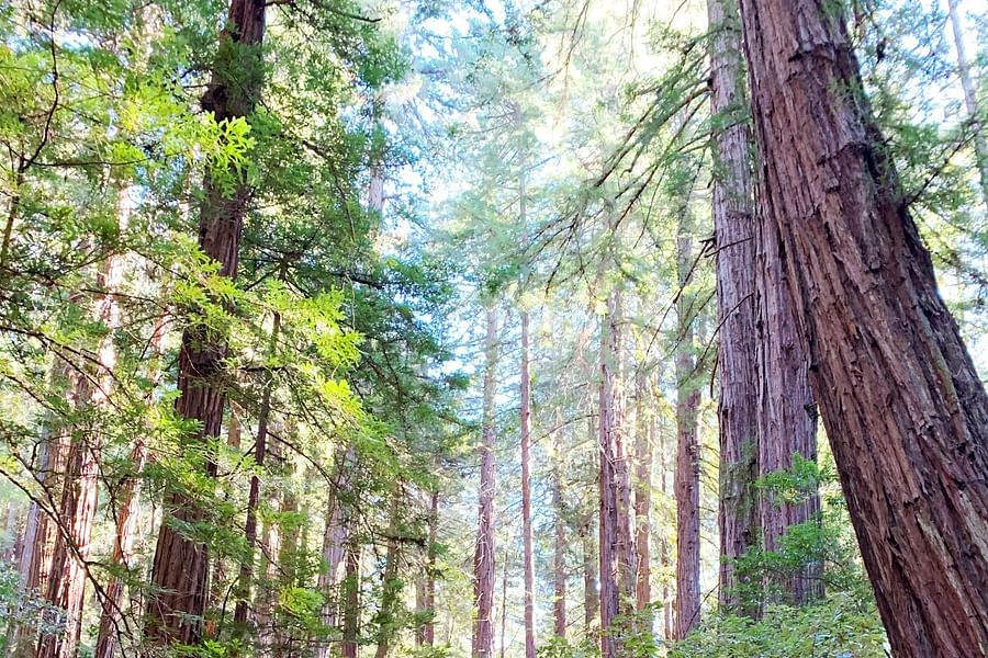Muir Woods Canopy Walk