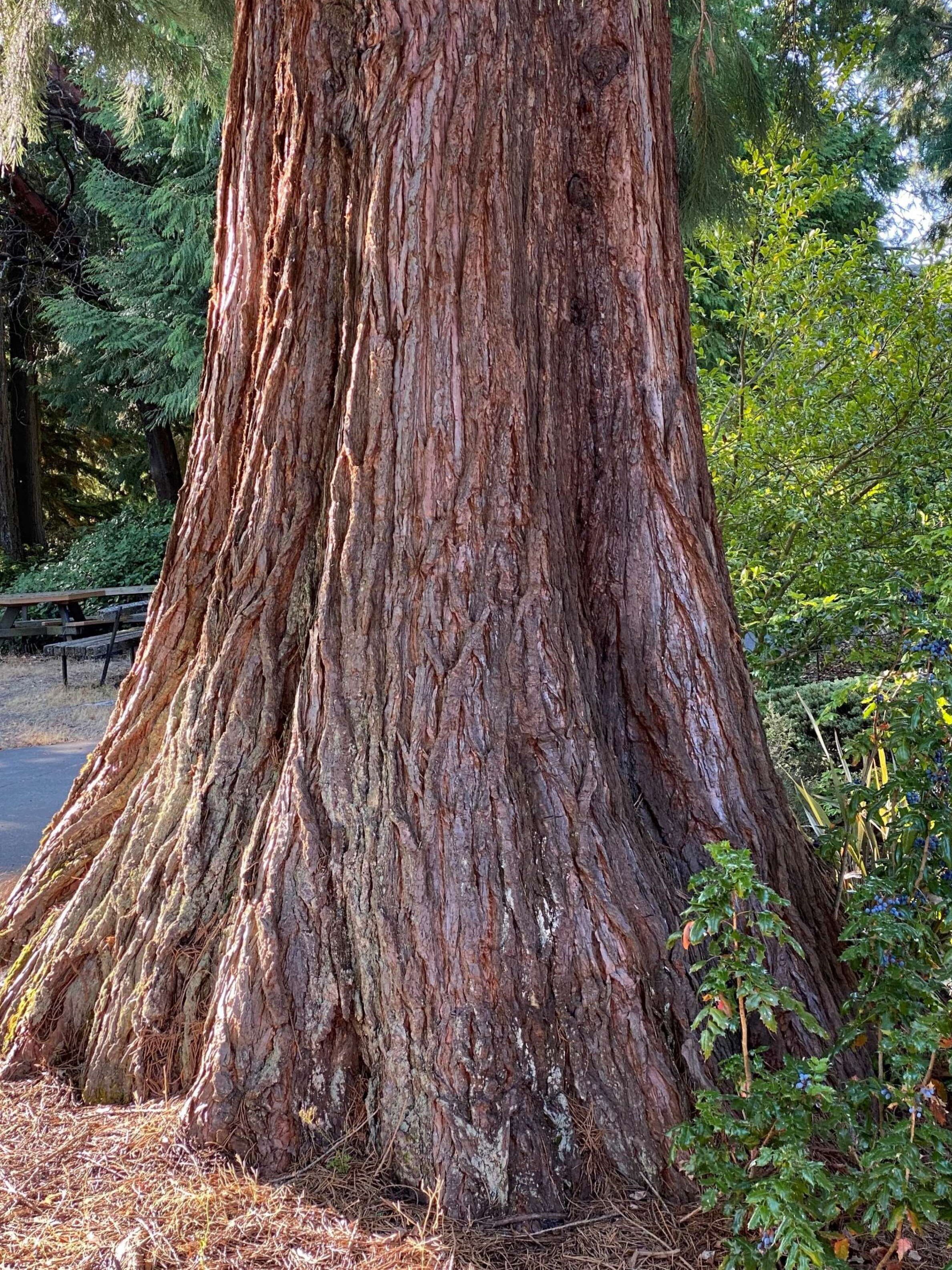 redwood tree bark