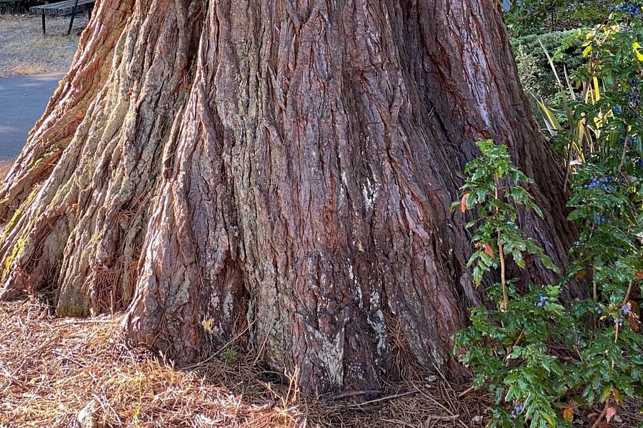 redwood tree bark