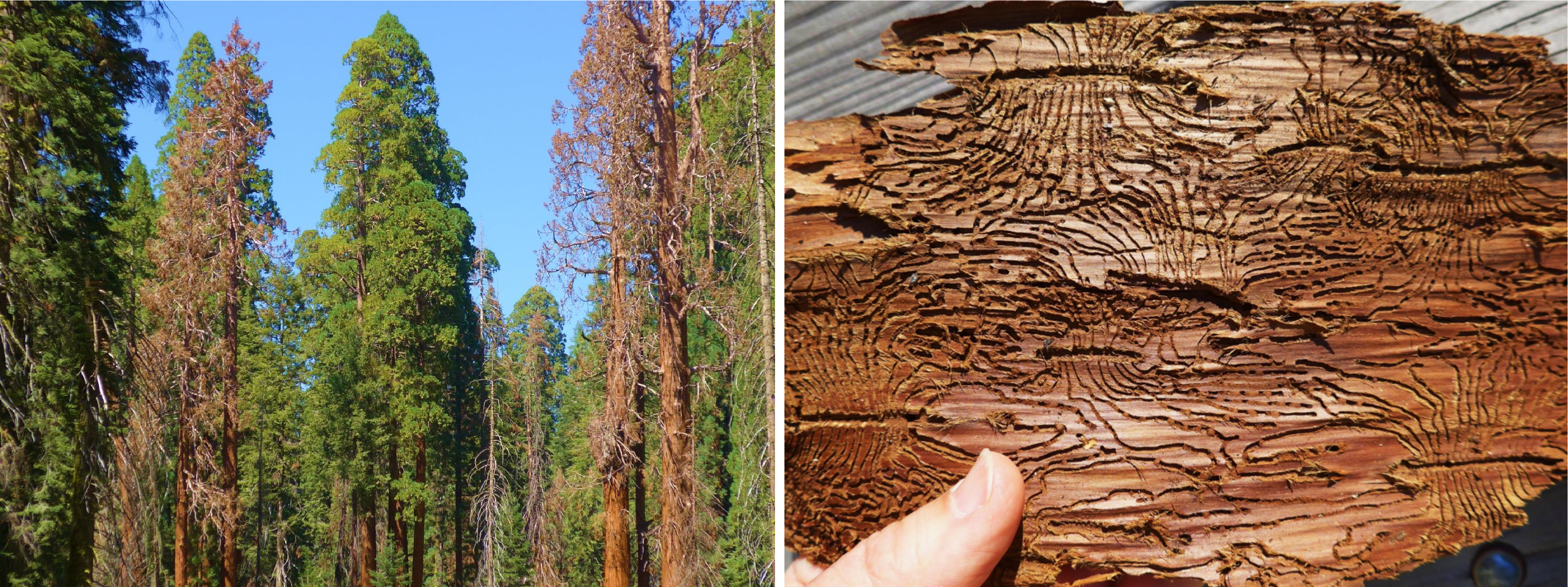 redwood tree conservation