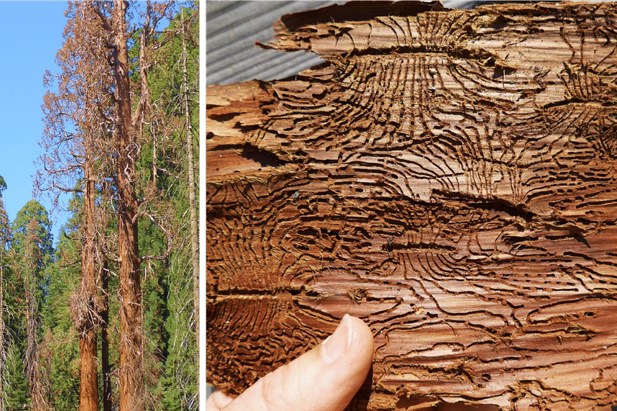 redwood tree conservation