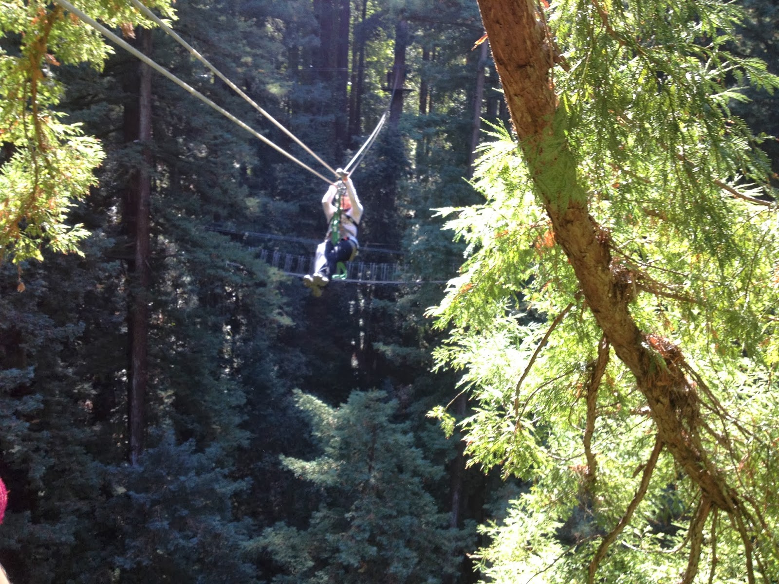 Santa Cruz Mountains Redwood Canopy Tours