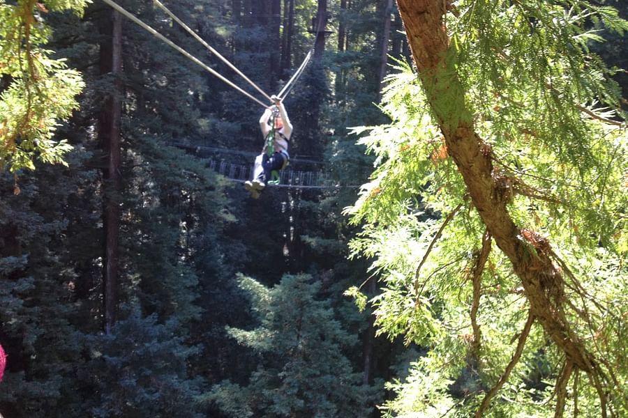 Santa Cruz Mountains Redwood Canopy Tours