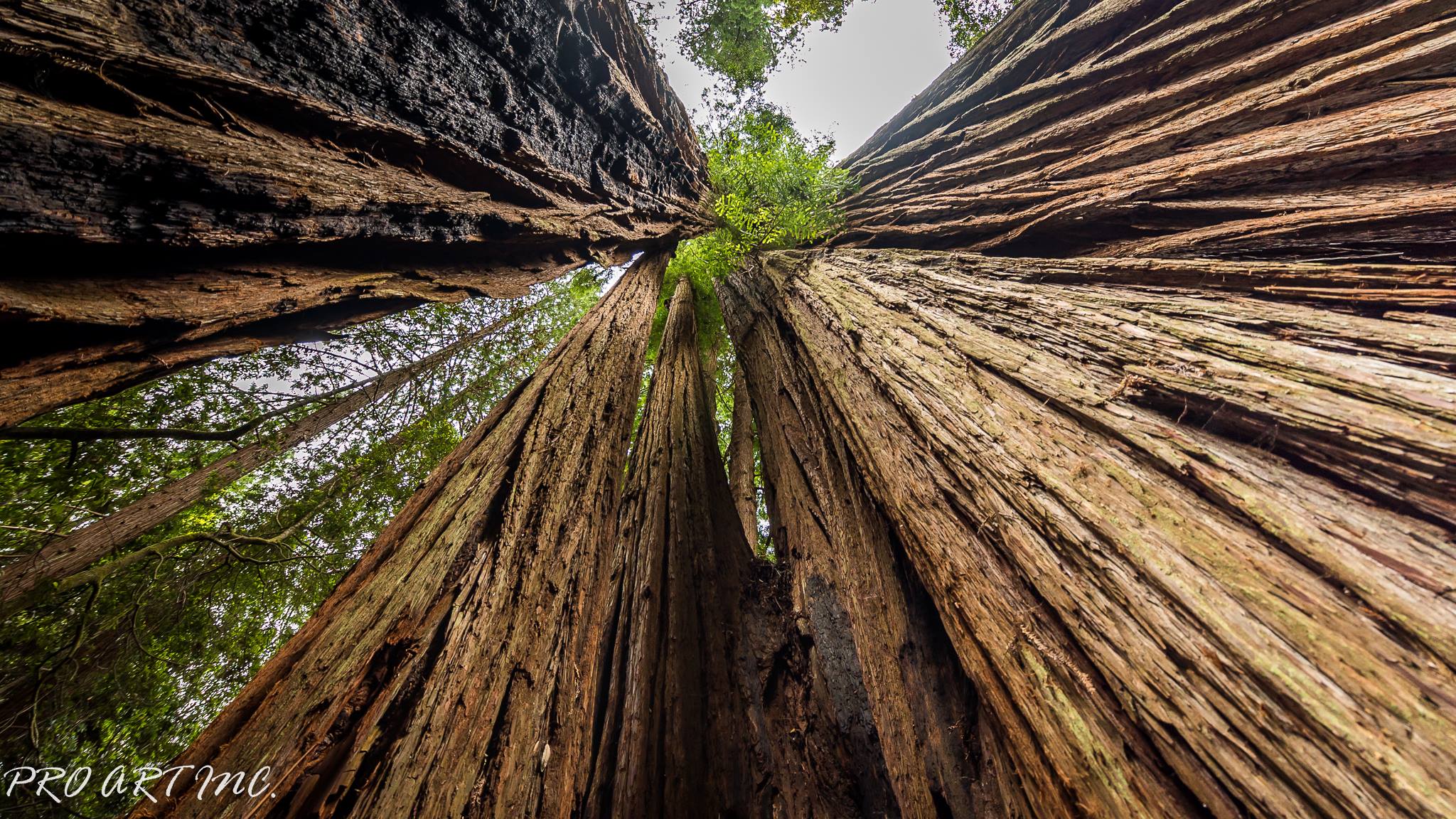 Tall Trees Grove Trail Redwoods