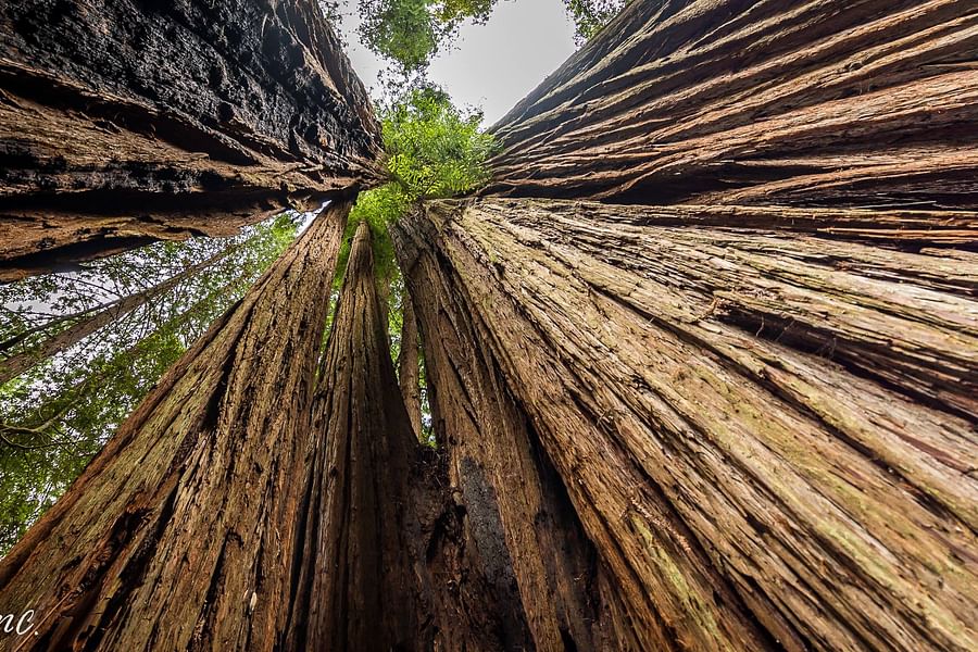 Tall Trees Grove Trail Redwoods