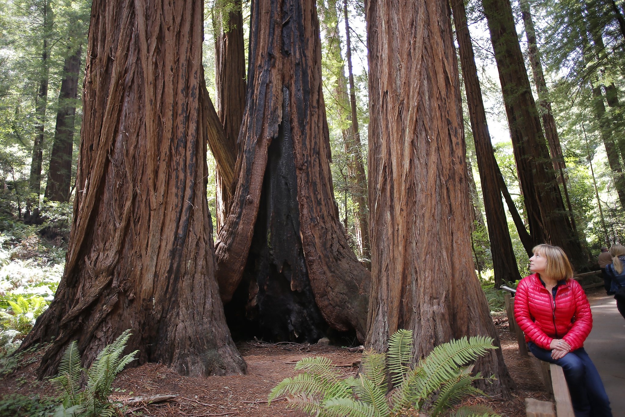 tallest California redwood tree