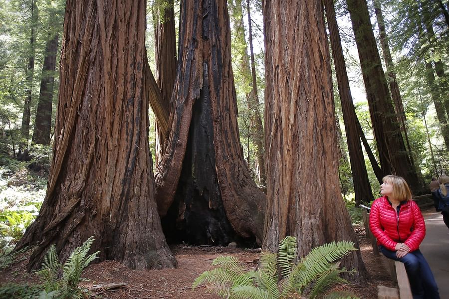 tallest California redwood tree