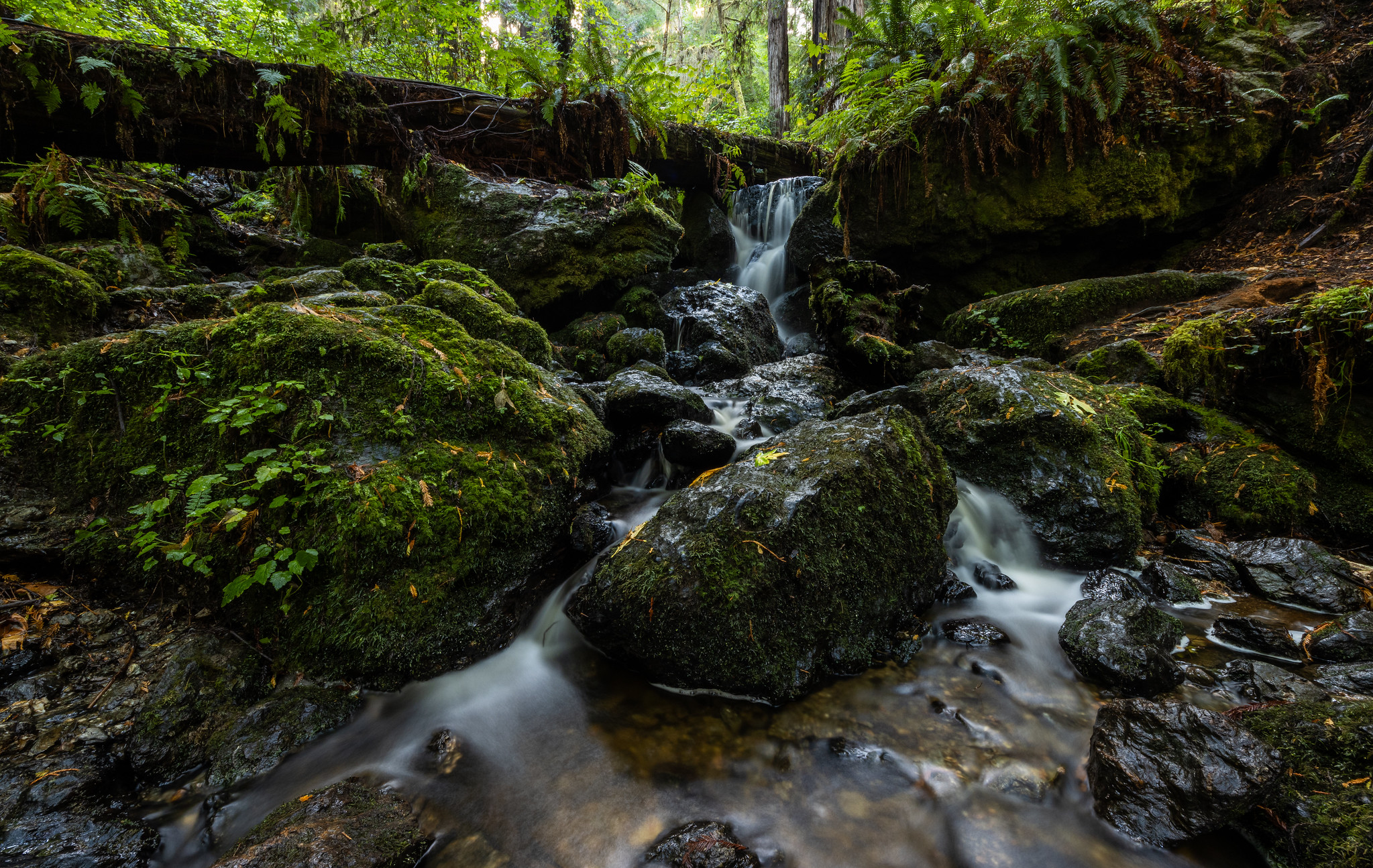 Trillium Falls Trail Redwoods