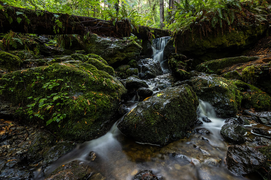 Trillium Falls Trail Redwoods